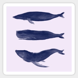 Whale Magnet